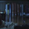 PLL109-00960.jpg