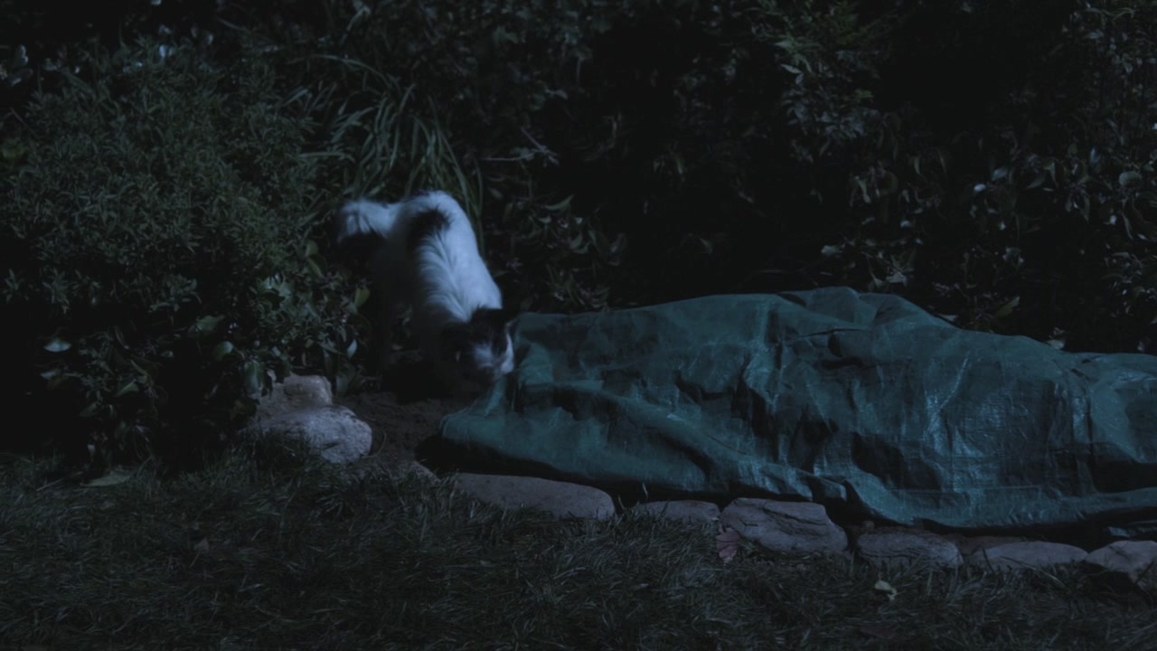 PLL202-1208.jpg