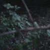 PLL211-00079.jpg